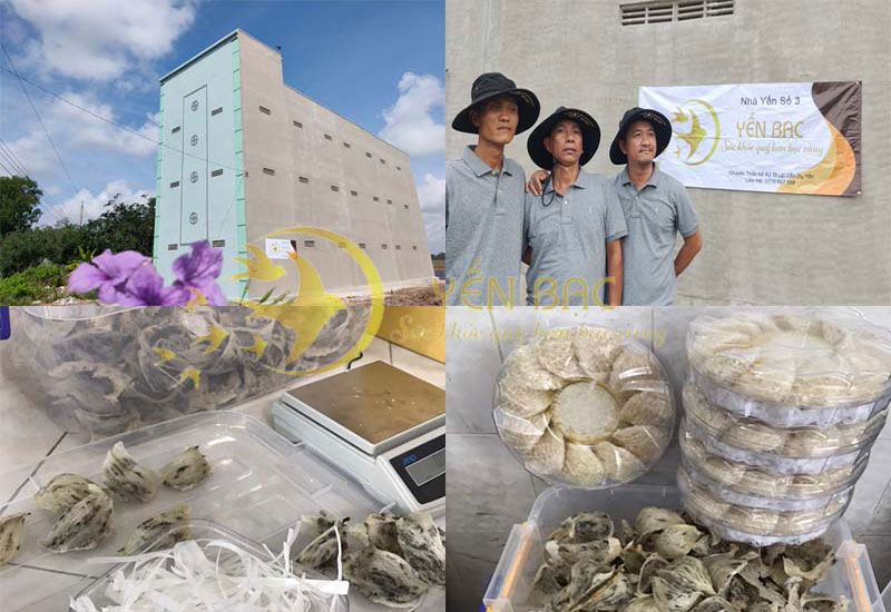 địa chỉ mua yến sào