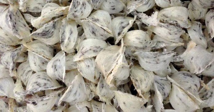 hướng-dẫn-cách-nhặt-lông-yến