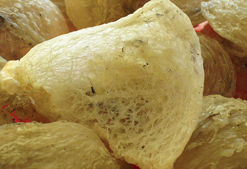 tổ yến không rõ nguồn góc