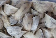 Top 10 Công Ty Thu Mua Tổ Yến Thô công ty thu mua tổ yến thô