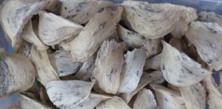 công ty thu mua tổ yến thô