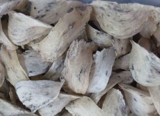 Top 10 Công Ty Thu Mua Tổ Yến Thô công ty thu mua tổ yến thô