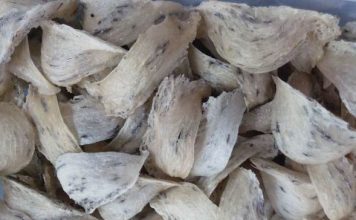 Top 10 Công Ty Thu Mua Tổ Yến Thô công ty thu mua tổ yến thô
