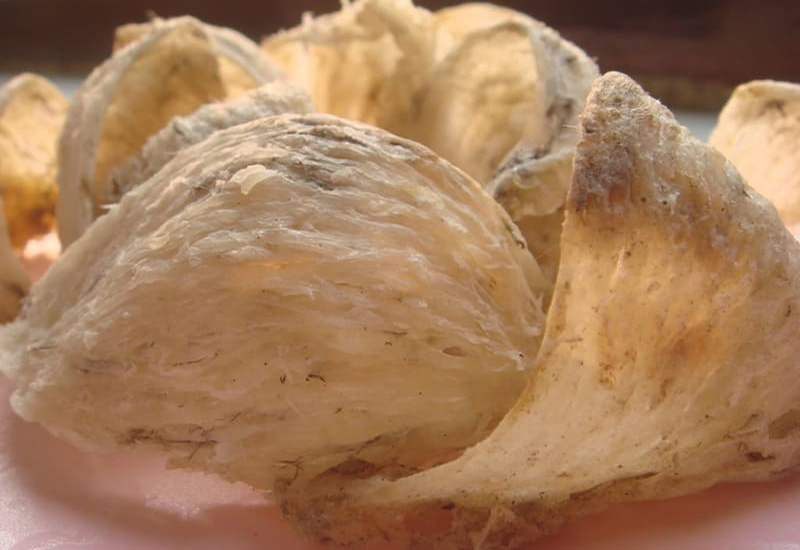 tổ yến một lạng thô